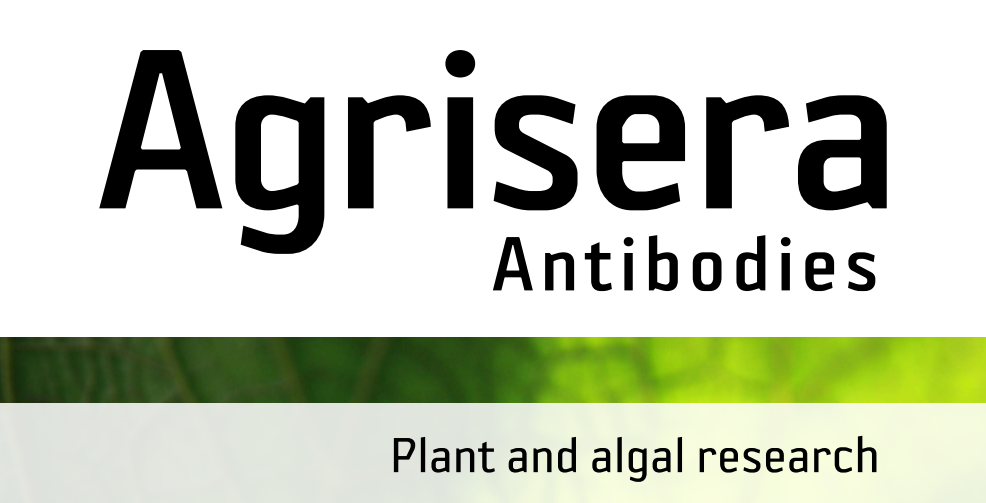 Agrisera MicroRNA相關(guān)研究植物蛋白抗體火熱促銷中！